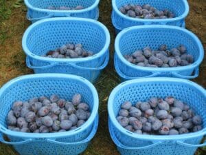 青いプラスチックのカゴに、収穫したばかりの紫色のプルーンが6つ、屋外の芝生の上に並べられている。これらのサンプルーンは予約販売されている！.