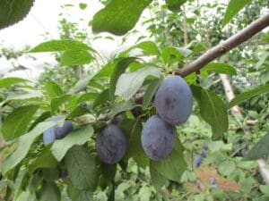 果樹園の緑の葉に囲まれた木の枝に吊るされた、熟した濃い紫色のサンプルーンプラムのアップ。.