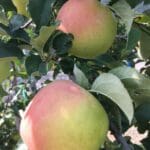 信州松本市梓川産りんご　名月　5 kg