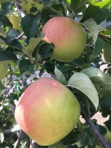 信州松本市梓川で栽培された、緑とピンクがかった赤色をした2つの大きな名月リンゴが、明るい日差しの下、葉の茂った木の枝にぶら下がっている。.