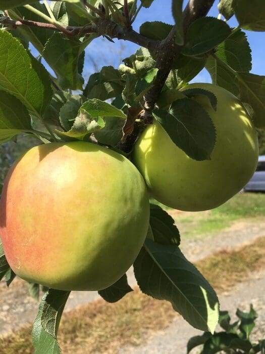晴れた日、葉の茂った枝にぶら下がる2つの青リンゴと、赤みがかったリンゴ。これらの信州松本市りんごは、草や木、道路の一部といったぼやけた背景の中で、そのみずみずしさをアピールしている。.