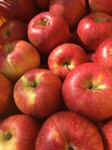 信州松本市りんご園で収穫された、黄色を帯びた光沢のある赤いサンフジが、明るい日差しの中で何個も積み重なっている。.