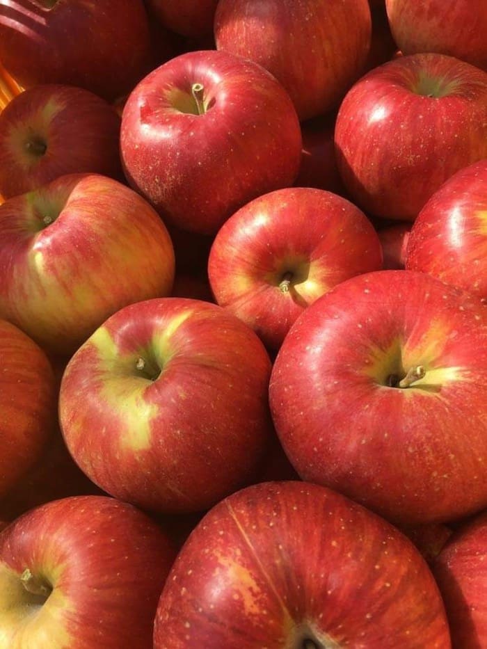 信州松本市りんご園で収穫された、黄色を帯びた光沢のある赤いサンフジが、明るい日差しの中で何個も積み重なっている。.