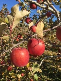 信州松本市りんご園の澄み切った青空を背景に、緑と黄色の葉をつけた木の枝にぶら下がる2個の熟した赤いサンフジりんごのアップ。.