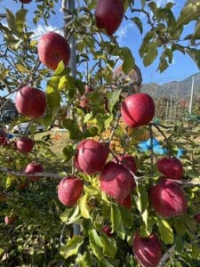 澄み切った青空の下、緑の葉を茂らせたリンゴの木の枝から真っ赤なサンフジのリンゴがぶら下がっている。背景には木箱と草原があり、遠くに山々が見える。.