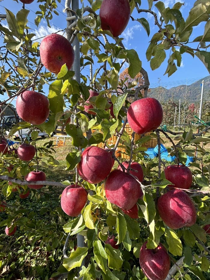 澄み切った青空の下、緑の葉を茂らせたリンゴの木の枝から真っ赤なサンフジのリンゴがぶら下がっている。背景には木箱と草原があり、遠くに山々が見える。.