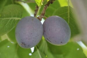 熟した紫色の「太陽の果実 プルーン サマーキュート（中玉種）」のプラムが2つ、木の枝に寄り添うように実っています。周囲には緑の葉が広がり、木漏れ日が差し込むその光景は、現在DS予約販売中（8月17日頃から2週間程度の発送予定）のこの品種の、新鮮な魅力を完璧に捉えています。.