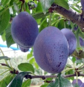 緑の葉が背景に広がる木々の枝に実った、熟した紫色の「太陽の果実 プルーン オータムキュート（中玉種）」のクローズアップ。DS予約販売（出荷予定：9月15日頃から2週間）にぴったりです。.