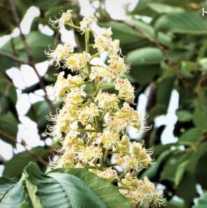 淡い黄色の花々が、中心がピンク色の房となって木の枝に咲き、大きな緑色の鋸歯状の葉に囲まれています。この花々こそが、「八ヶ岳高原 国産天然はちみつ 1kg 純粋保証」の源であり、これは、八ヶ岳高原の豊かな自然の中で収穫され、トチの花の蜜のみから作られる、定評のある本格的な日本のハチミツです。.