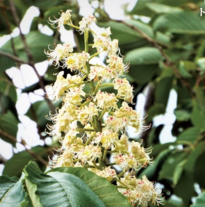 淡い黄色の花々が、中心がピンク色の房となって木の枝に咲き、大きな緑色の鋸歯状の葉に囲まれています。この花々こそが、「八ヶ岳高原 国産天然はちみつ 1kg 純粋保証」の源であり、これは、八ヶ岳高原の豊かな自然の中で収穫され、トチの花の蜜のみから作られる、定評のある本格的な日本のハチミツです。.