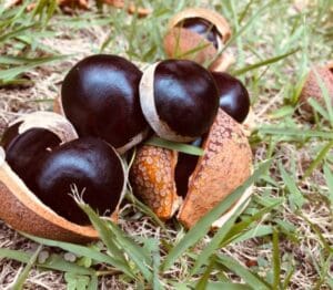 光沢のある濃い茶色のトチの実が、ひび割れてとげのあるオレンジがかった茶色の殻に部分的に包まれ、草むらや乾いた地面に散らばっています。まるで、八ヶ岳高原の木々の下で見られるような光景です。そこでは、「八ヶ岳高原 国産天然はちみつ 1kg 純粋保証 花蜜種類 とち」が、愛情を込めて採集されています。.